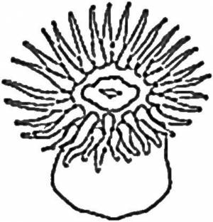 Рисунок актиния