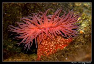 Actinia sp