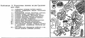 Metridiidae) Семейство, Family Metridiidae