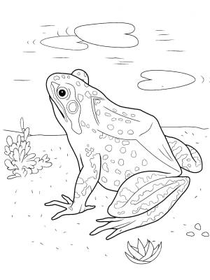 Раскраски превращение, Раскраска Превращение головастика в лягушку репти