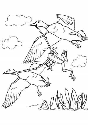 Лягушка путешественница рисунок раскраска