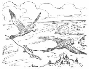 Раскраска лягушка путешественница