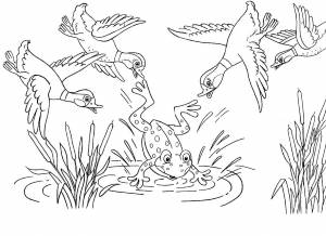 Лягушка путешественница раскраска