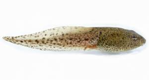 Головастики