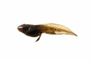 Озёрная лягушка