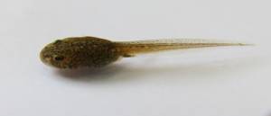 Остромордая, болотная лягушка