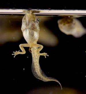 Дыхание крошки-головастика