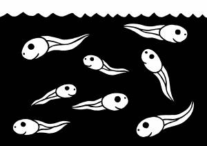 Головастик рисунок