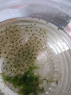 От икры до первых ква-ква