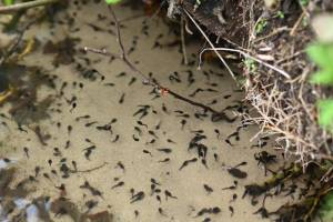 Маленькие молодые головастики лягушки в озере