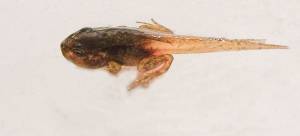 Остромордая, болотная лягушка