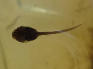 Развитие лягушки от икры до особи в неестественной среде обитания при разных внешних условиях