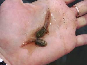 Головастики