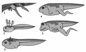 Развитие головастика лягушки