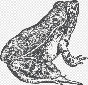 Жаба Истинная лягушка Рисунок, идентичные близнецы, позвоночный, монохромный, фауна png