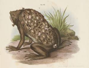 Книга животных