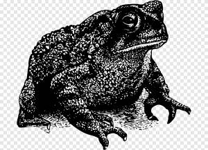 Рисунок лягушки и жабы-амфибии, лягушка, png