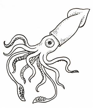 Рисунок для детей кальмар