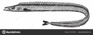 Scabbard Fish Батипелагический Каракатица Семейства Рисунок Винтажных Линий Гравировка Векторное изображение ©Morphart 210910492