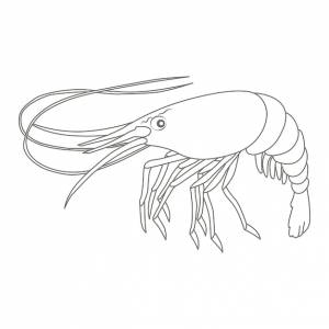 Раскраски креветка раскраски для детей