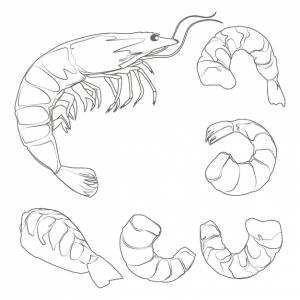 Раскраски креветка раскраски для детей