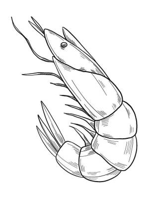 Раскраски Креветка