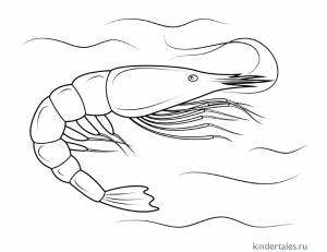 Креветка» раскраска для детей