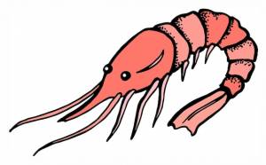 Креветки, креветки, морепродукты, красочный рисунок, рисующий красный цвет