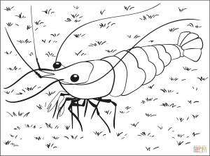 Раскраска Креветка