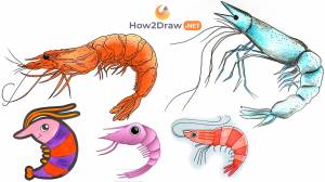 Как нарисовать креветку поэтапно
