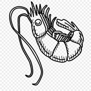 креветка PNG рисунок, картинки и пнг прозрачный для й загрузки