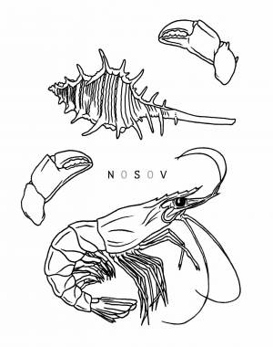 Креветка рисунок