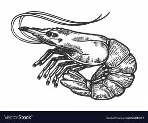 Креветка рисунок