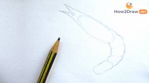 Как нарисовать креветку поэтапно