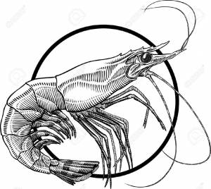 Креветка рисунок