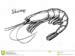 Креветка рисунок