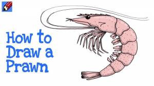 как нарисовать креветку