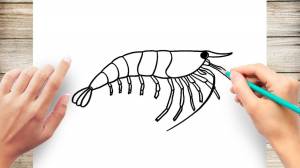 как нарисовать креветку