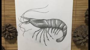 как нарисовать креветку