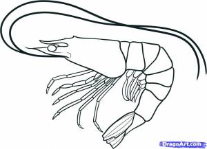 Как нарисовать креветку карандашом поэтапно