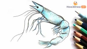 Как нарисовать креветку поэтапно