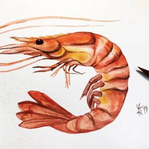 Креветка для срисовки