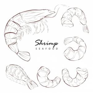 Креветка рисунок