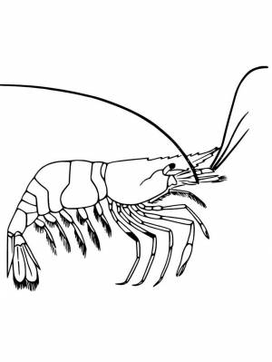 Раскраски Креветка