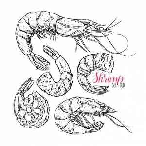 Креветка рисунок