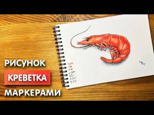 Как нарисовать креветку карандашом и скетч маркерами