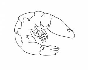 Неочищенные креветки с хвостом и головой, морепродукты, каракули, линейная мультяшная раскраска