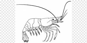 Креветка Раскраска Пейдж, Мультфильм Креветка с, ребенок, ракообразный, монохромный png