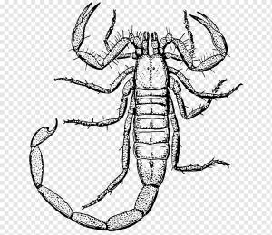 Рисунок Скорпиона, Public Domain Line Art, морепродукты, симметрия, монохромный png