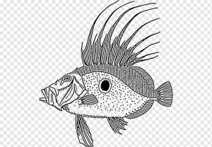 Рисунок Fish Line арт, трава карпа, морские млекопитающие, животные, морепродукты png